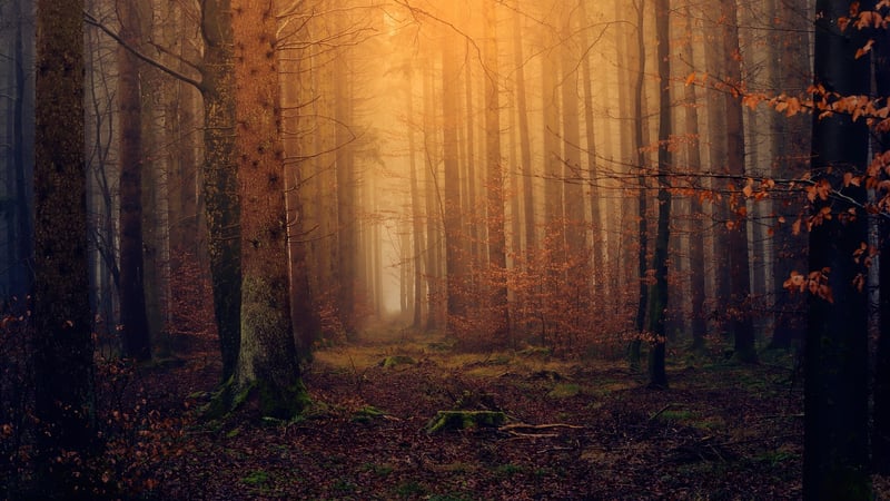 Mystic Woodlands